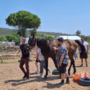 Horse-Assisted Learning for Our TP Team in Greece