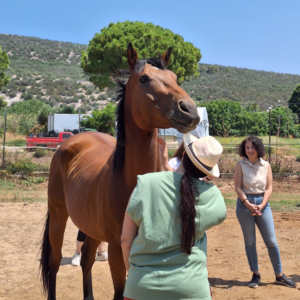 a woman is taking care of a brown horse